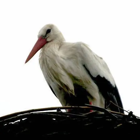 Graensekro 酒店 Rudbol