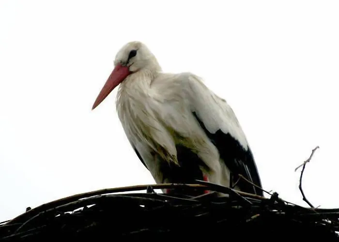 Graensekro Hotel Rudbol